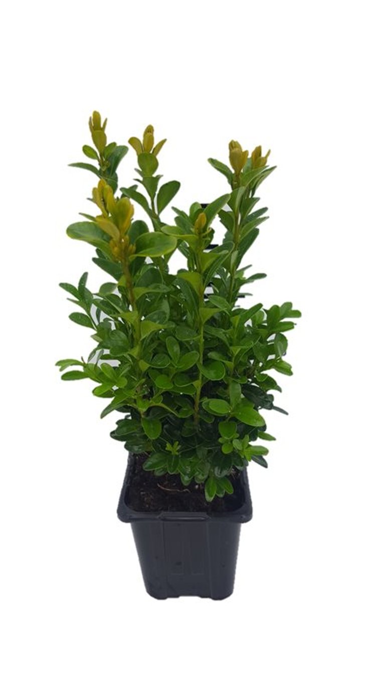 Buxus sempervirens - P8